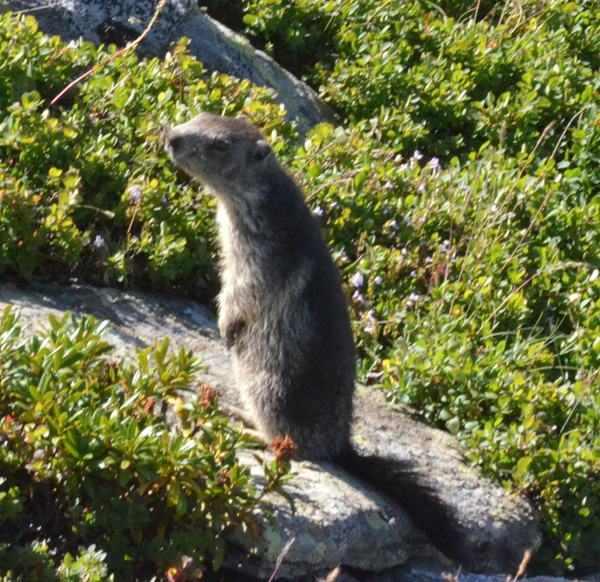 Marmota Marmotta