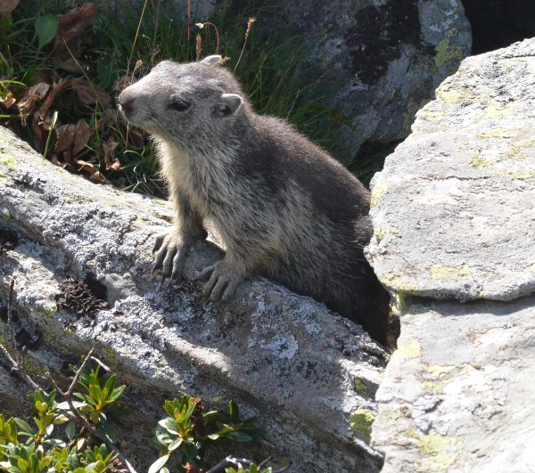 Marmota Marmotta Prali Praly