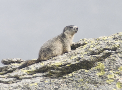 Marmota marmotta piccolo
