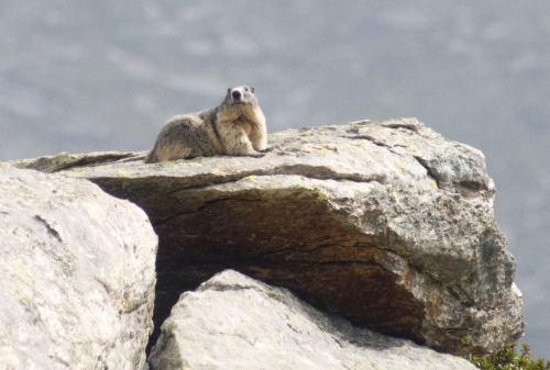 Marmota marmotta