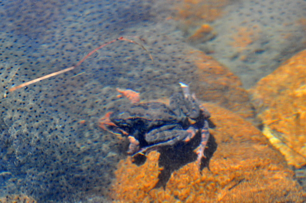 Rana temporaria accoppiamento