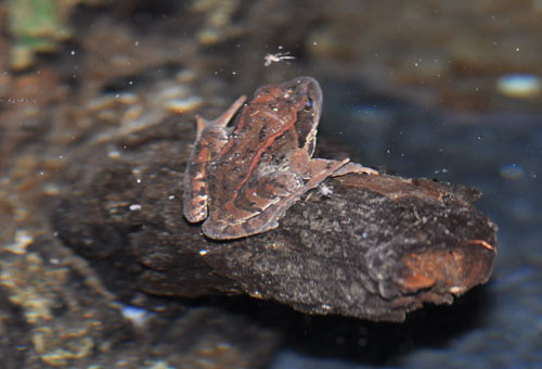 Rana temporarioa Vallone delle miniere