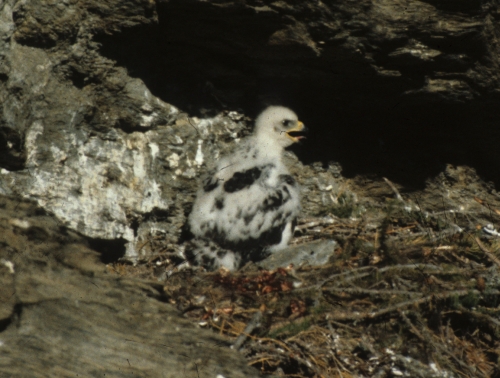 Aquila chrysaetos Aquila reale nidiaceo