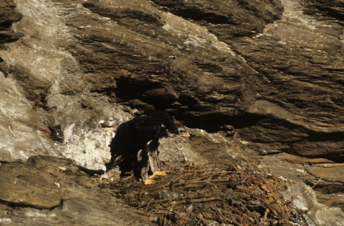 Aquila chrysaetos Aquila reale nestling calling parents