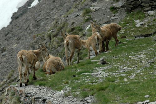 Gruppo Capra ibex stambecco bouquetin