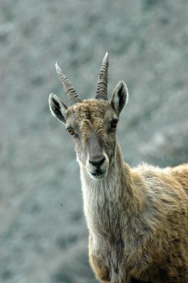 Capra ibex stambecco female femmina