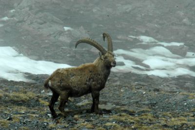 capra ibex stambecco male maschio