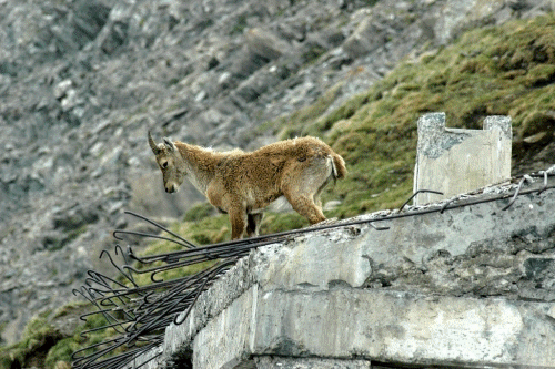 Capra ibex stambecco yearling