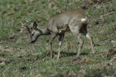 Capreolus Capreolus Capriolo palchi velluto