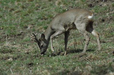 Capreolus Capreolus Capriolo bruca