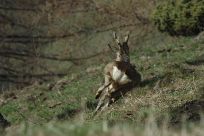 Capreolus Capreolus Capriolo macchia