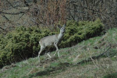 Capreolus Capreolus Capriolo femmina