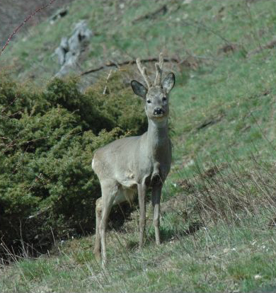 Male portrait