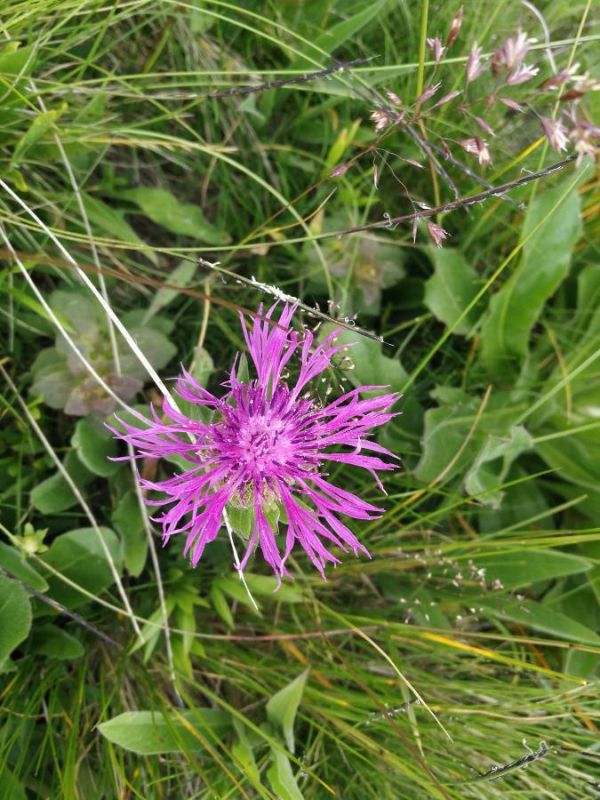 Centaurea nervosa