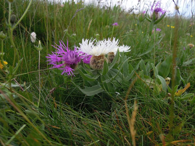 Centaurea nervosa