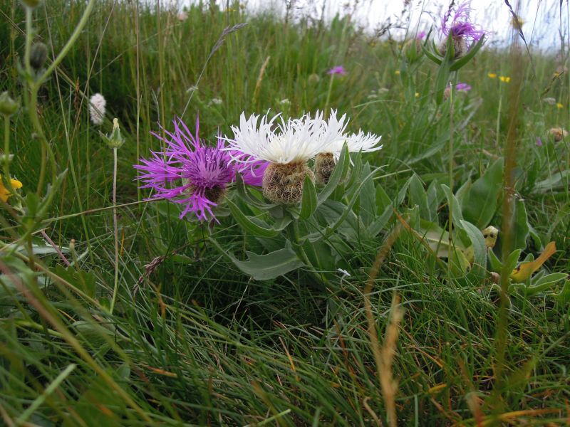 Centaurea nervosa