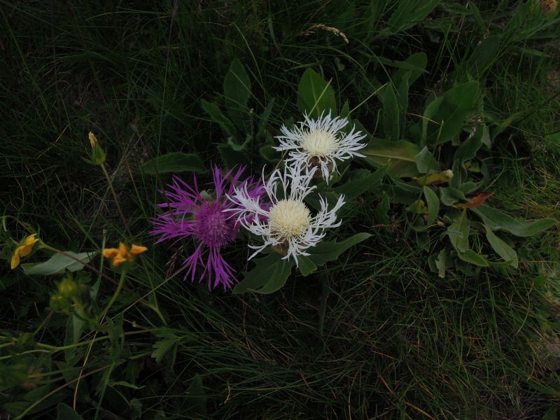 Centaurea nervosa albino