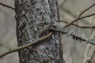 Certhia familiaris Rampichino mimetismo