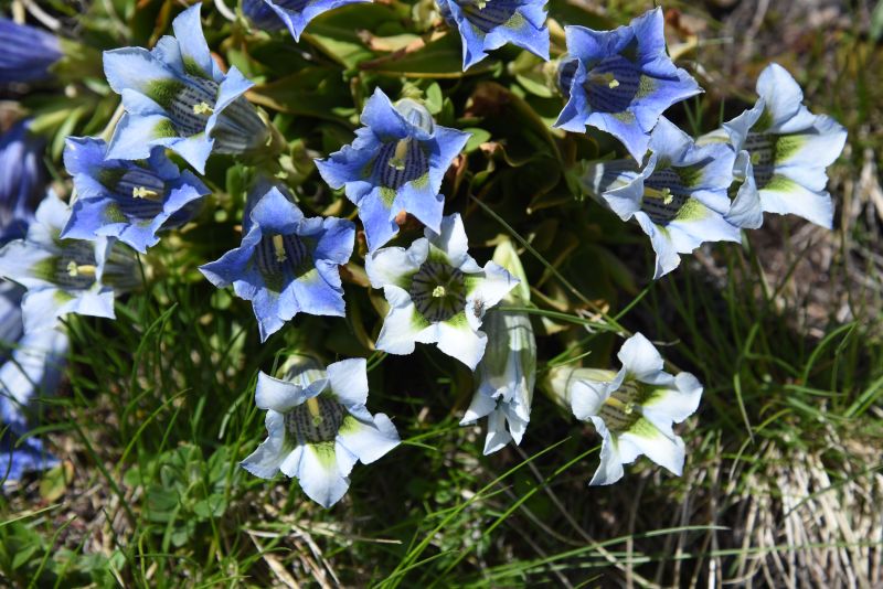 Gentiana acaulis albina