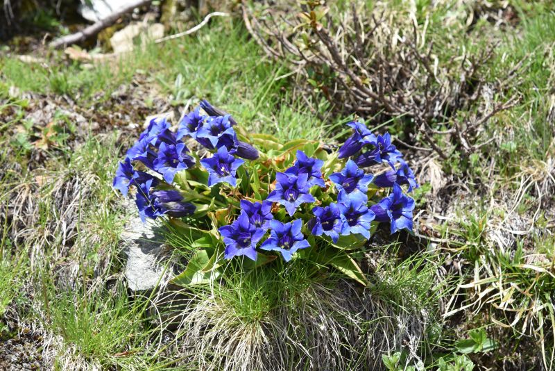 Gentiana acaulis