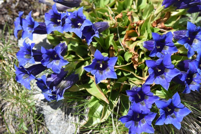 Gentiana acaulis