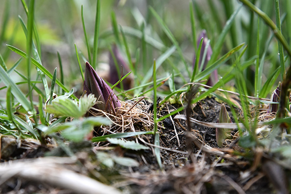 Gentiana lutea