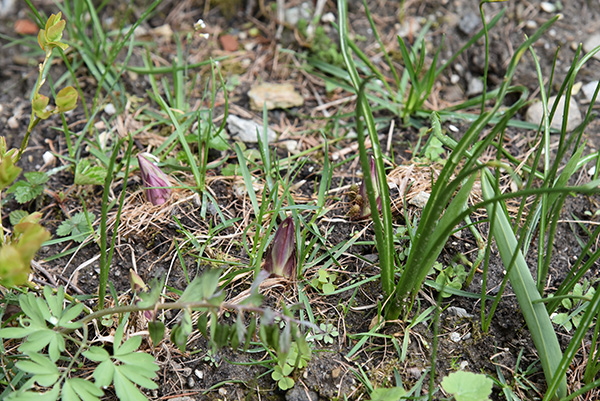 Gentiana lutea