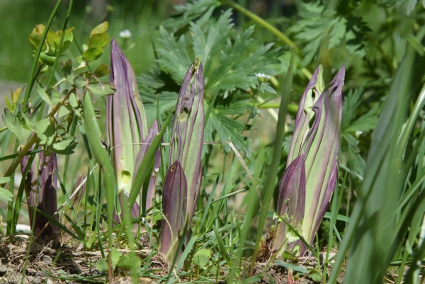 Gentiana lutea