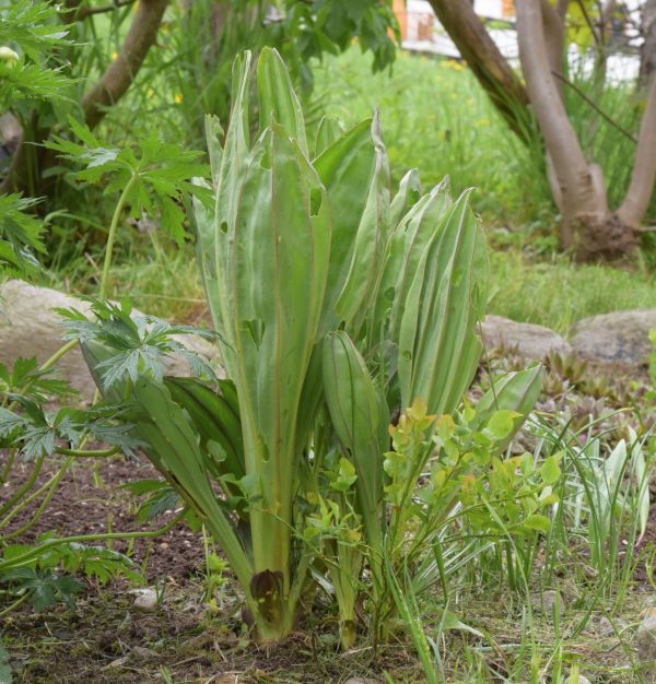 Gentiana lutea