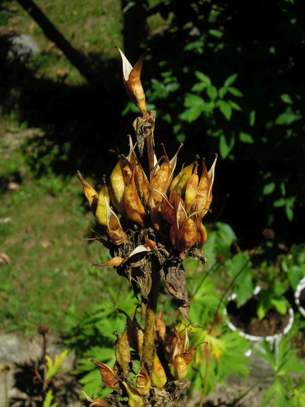 Gentiana lutea