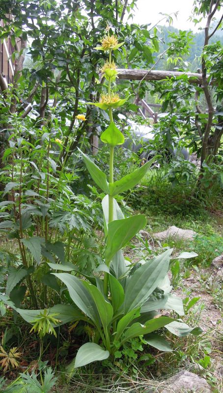 Gentiana lutea