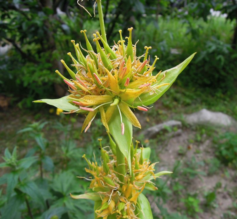 Gentiana lutea