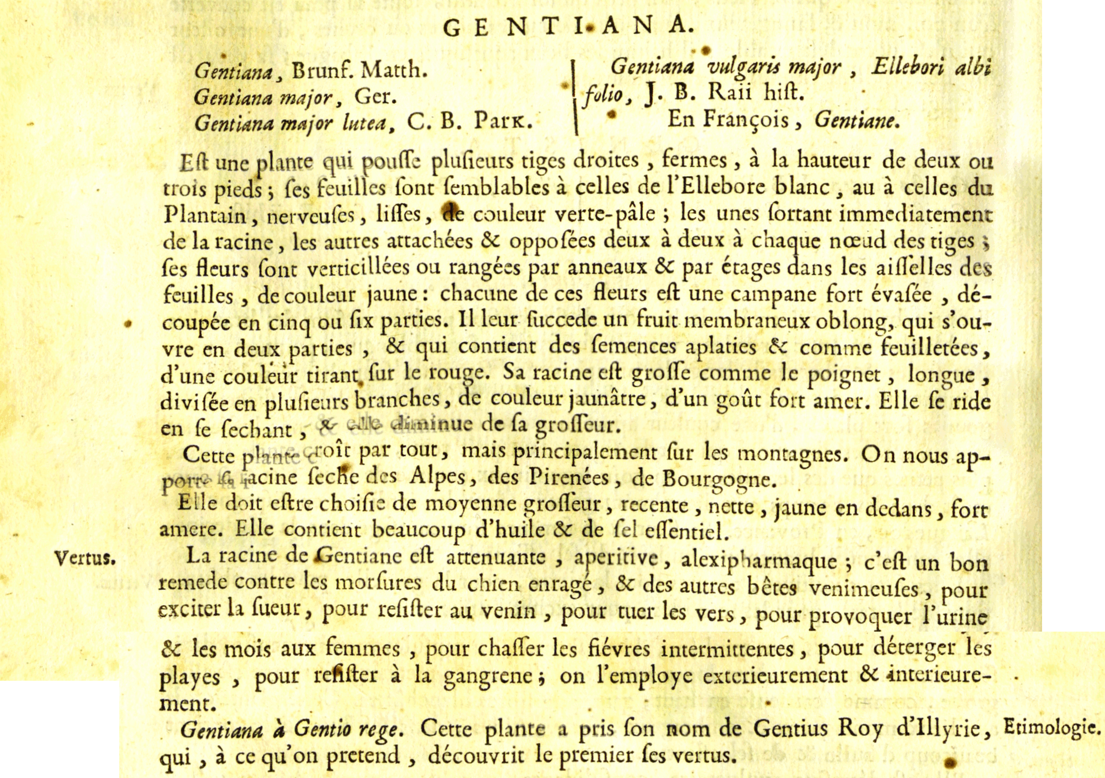 Gentiana lutea - Trait universel des drogues simples; Nicolas Lemery; Lauraent D’Houry; Paris 1698