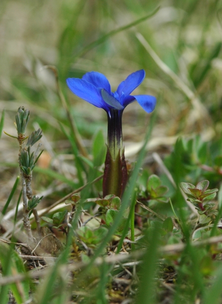 Gentiana verna