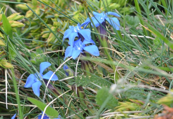 Gentiana verna