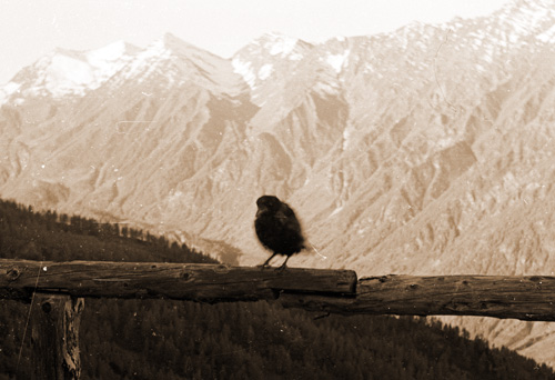 corvo colletta sellar sorvegliante Sapatlé