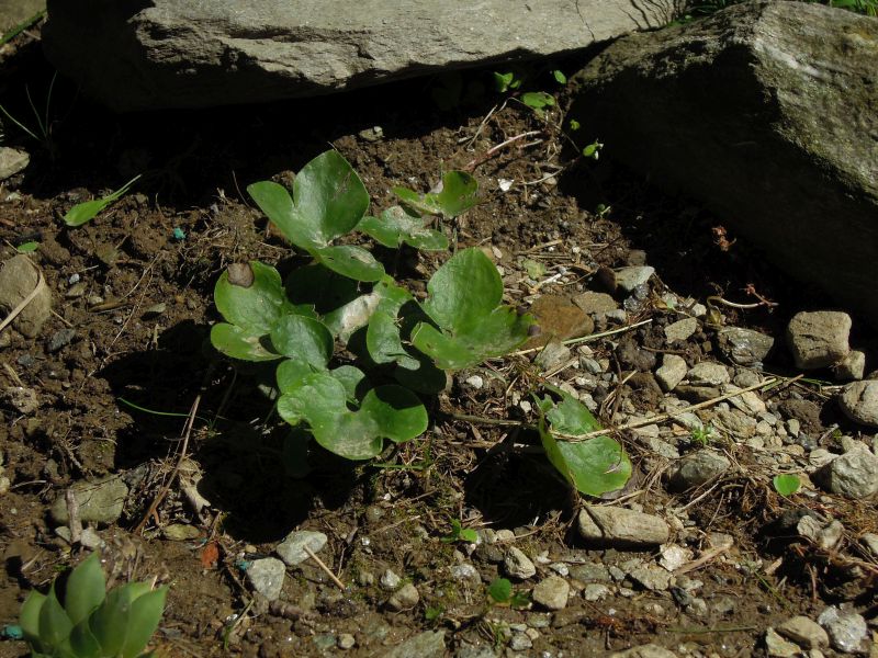 Hepatica nobilis Erba Trinit