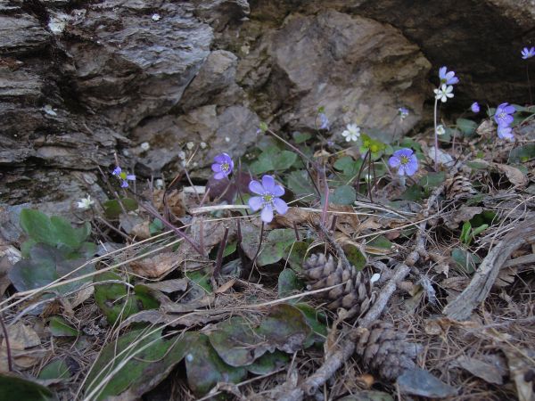 Hepatica nobilis