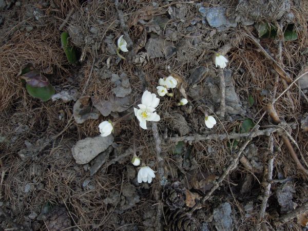 Hepatica nobilis Erba Trinit