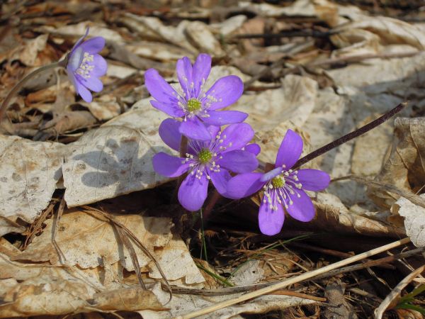 Hepatica nobilis