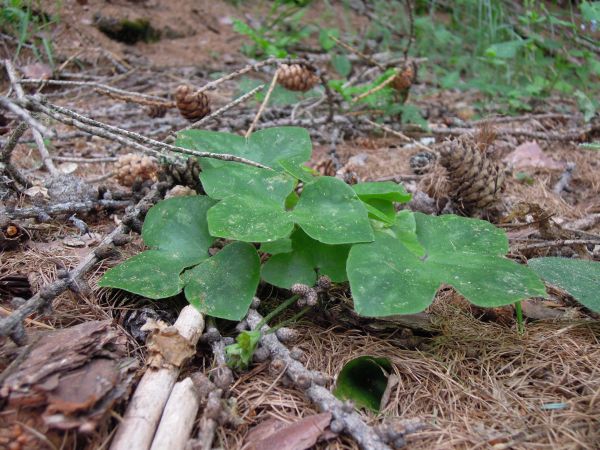 Hepatica nobilis Erba Trinit