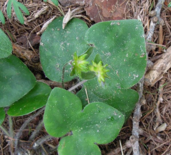 Hepatica nobilis