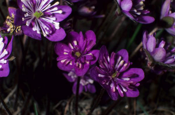 Hepatica nobilis Erba Trinit