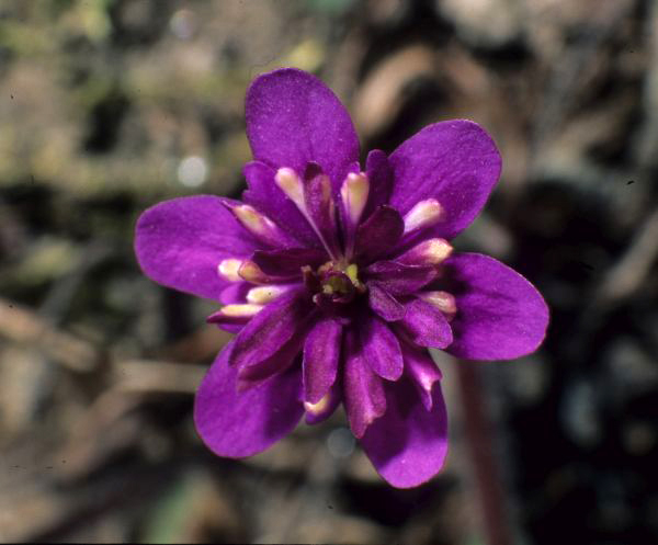 Hepatica nobilis