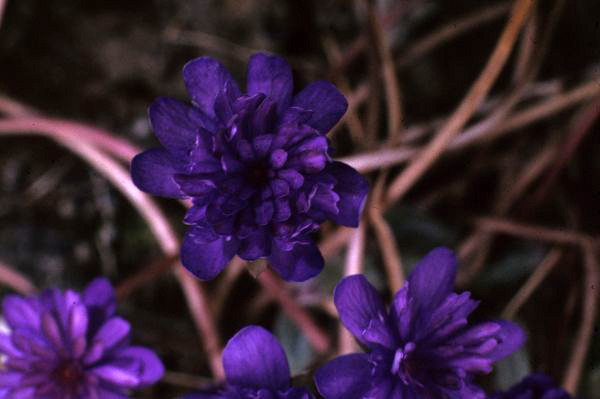 Hepatica nobilis