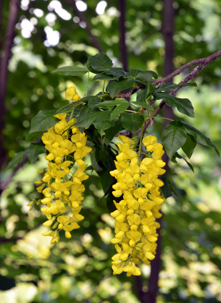 Laburnum anagyroides flowers