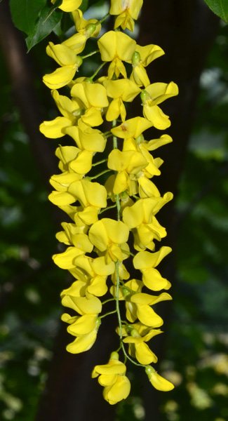 Laburnum anagyroides flowers