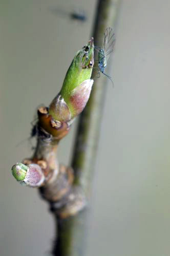 Laburnum anagyroides insect