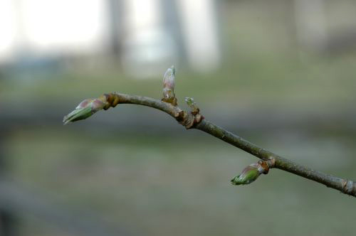 Laburnum anagyroides gems