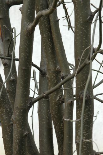 Laburnum anagyroides bark2